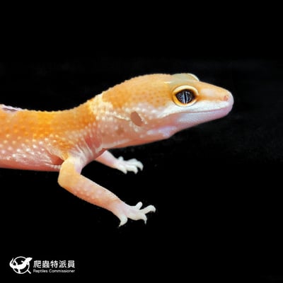 豹紋守宮．橘化（編號 212）4